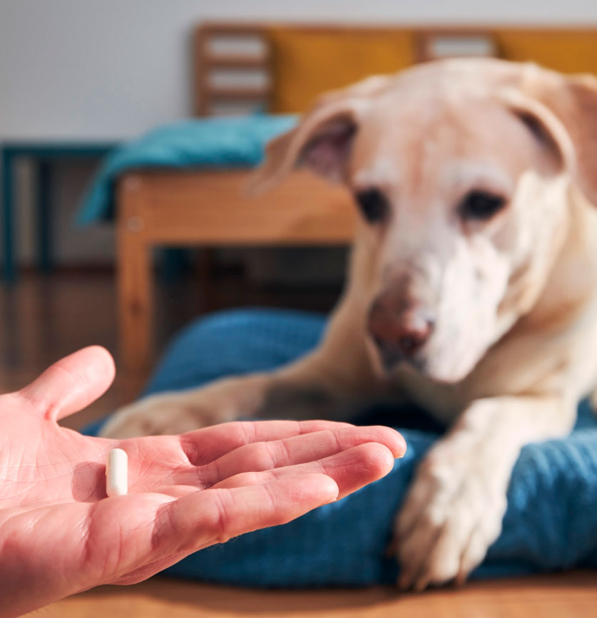 pet supplements manufacturers